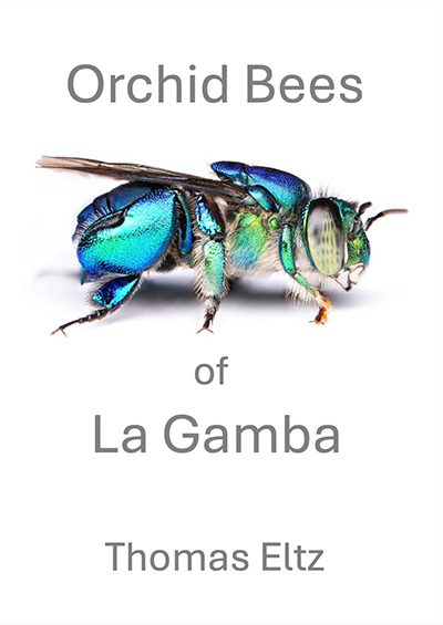 Orchid bees of La Gamba 2025.jpg